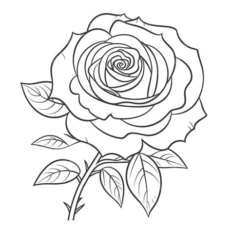 An Outline Of A Rose Flower Sketch Drawing Vector, Flower Drawing, Rose ...