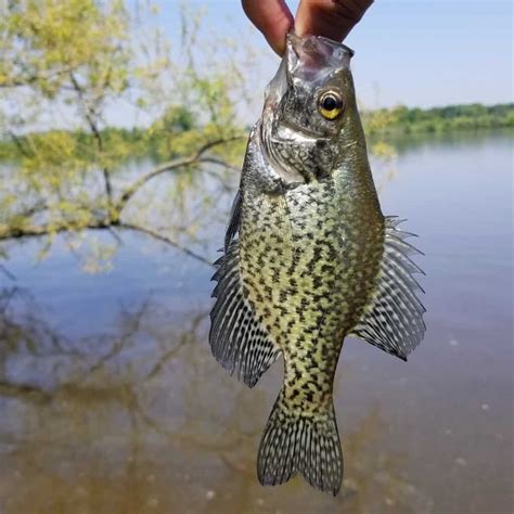 15 Best Crappie Fishing Lakes and Rivers in Missouri - Best Fishing in ...