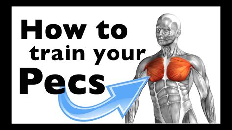 Pectoralis Major Workout