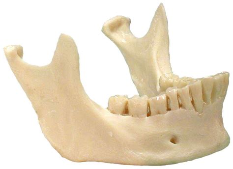 Mandible Bone