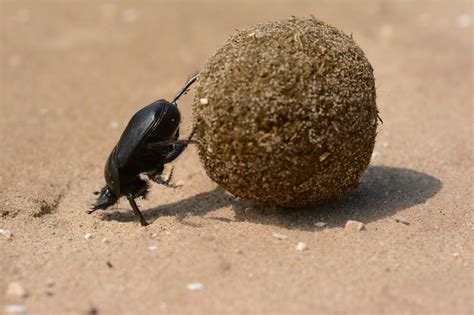 Dung Beetle - Facts | Traits | Profile | Ecology | Behavior | Function ...