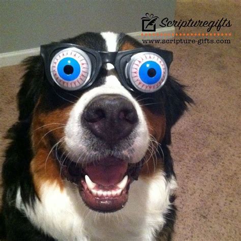 Just because. Who has ever actually seen a dog with googly eyes? # ...