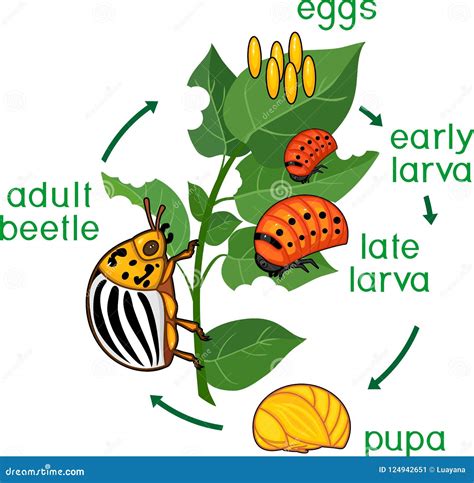 Life Cycle of Colorado Potato Beetle or Leptinotarsa Decemlineata ...