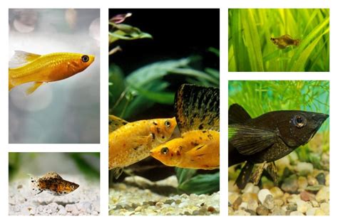 Molly Fish: Feeding, Breeding, and More