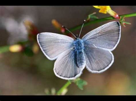 Palos Verdes blue - Alchetron, The Free Social Encyclopedia