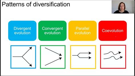 Convergent Evolution Vs Divergent Evolution