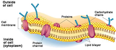 Cell Membrane Labeled And Functions