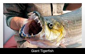 Giant Tigerfish with Razor-Sharp Teeth Caught by British Angler ...