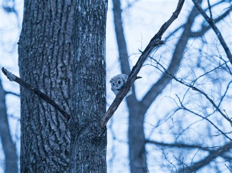 How to find a wild Hokkaido momonga flying squirrel | HokkaidoWilds.org