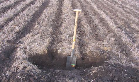 Strip-till in Controlled Row Farming – can it work? - Controlled Row ...