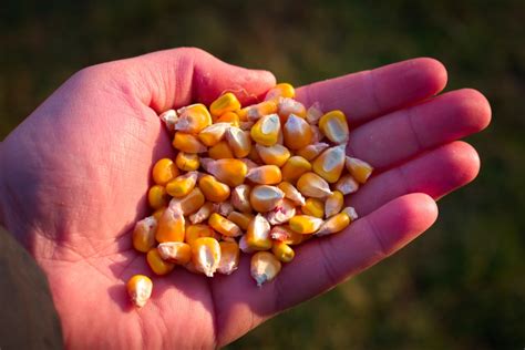 How Deep to Plant Your Sweet Corn - Garden.eco