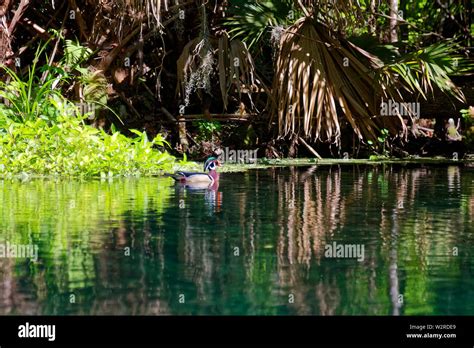 river scene, Wood duck, Aix sponsa, vegetation, reflections, nature ...