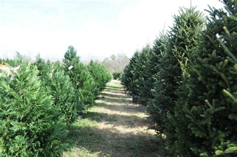 Row of Christmas Trees at Beavers Christmas Tree Farm. North of ...