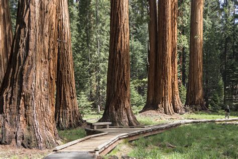 Exploring Giant Sequoia Groves - Sequoia & Kings Canyon National Parks ...