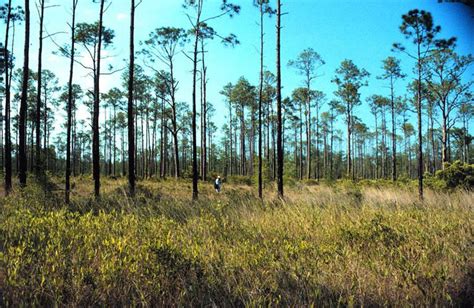 Slash Pine, Southern Yellow Pine Tree Species Overview