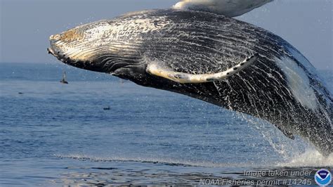 Whale Behaviors | Stellwagen Bank National Marine Sanctuary