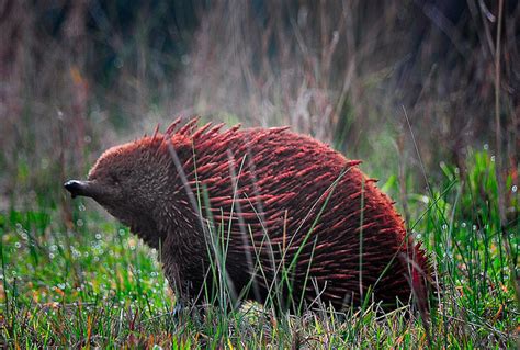 This echidna, in Australia, had been seeking ants in red earth. by Rod ...