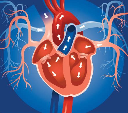 Left Atrial Enlargement : Causes, Symptoms And Treatment – healthcare