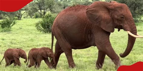 Rare Occurrence as Elephant Gives Birth to Twins at Samburu National ...