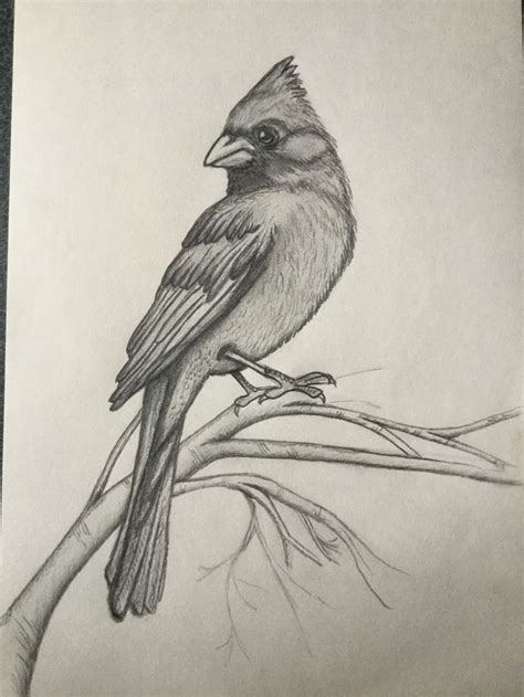 My Cardinal | Bird pencil drawing, Pencil drawings of animals, Bird ...