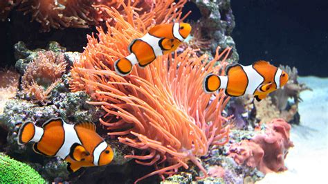 Clown Fish Aquarium Screensave | TV App | Roku Channel Store | Roku