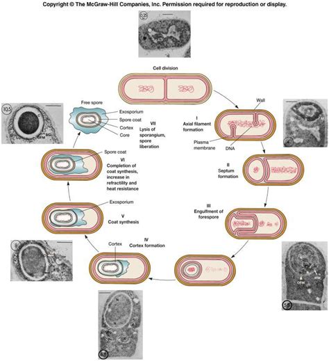 endospore formation | Sight words kindergarten, Rhetorical analysis ...