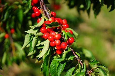 Shallow Focus Photography of Red Round Fruits · Free Stock Photo