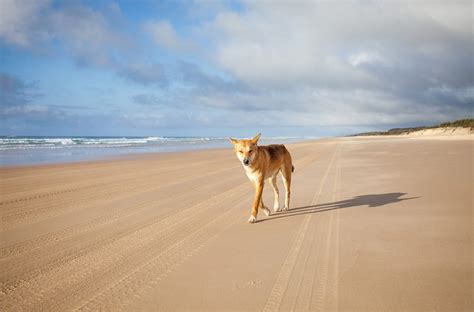 The Wildlife of Fraser Island (K'gari) - Fraser Island Realty