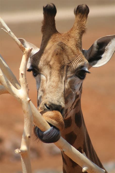 Giraffe eating Free Photo Download | FreeImages