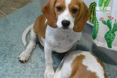 Clay: Beaglier puppy for sale near Springfield, Missouri. | c72ab516-6bc1