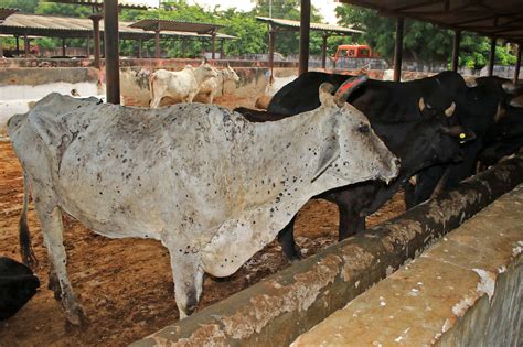 Lumpy skin disease: Viral cattle disease sends rumours flying in India ...