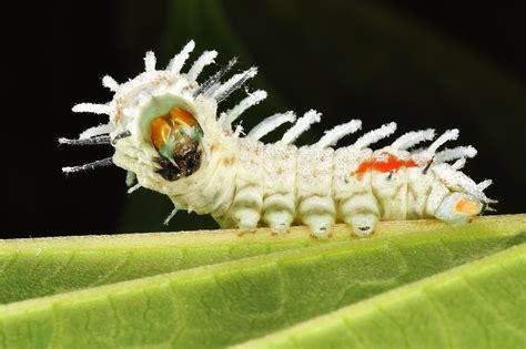 juvenile atlas moth caterpillar. | David So | Flickr