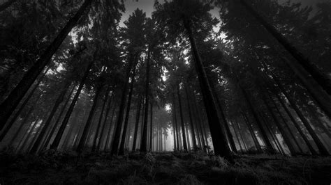 Dark Forest Wallpaper Hd