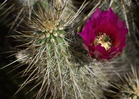 Discover 15 Different Types of Cactus - A-Z Animals