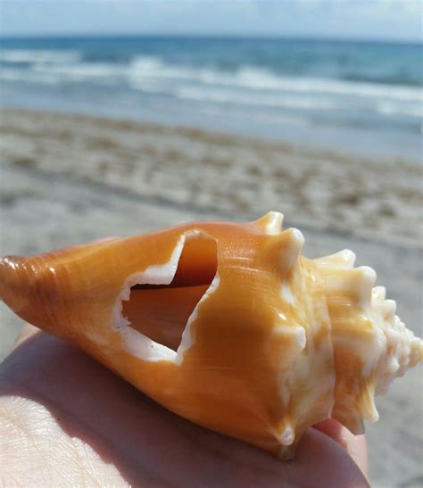 Love conch! Florida fighting conch @Seashellebration | Fighting conch ...