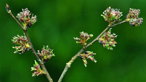 Wych Elm (Ulmus glabra) - British Trees - Woodland Trust