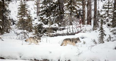 Five years following a wild wolf pack | Raincoast