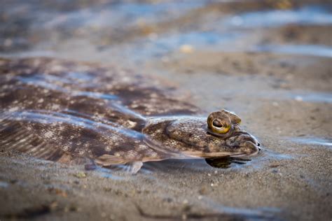 Types of Flatfish: the Complete Guide