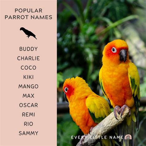 210+ Best Parrot Names (Cute, Funny, and Mac-awesome) - Every Little Name