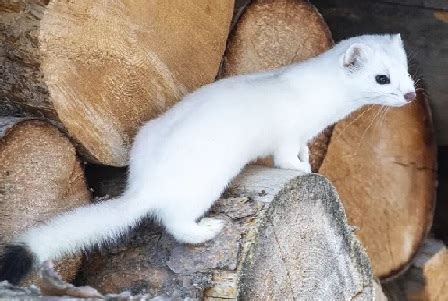 Stoat Characteristics, Habitat & Pets | Study.com