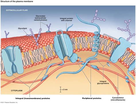 Labeled Diagram Of Plasma Membrane Lovely Antphy 1 Study Guide 2014 15 ...