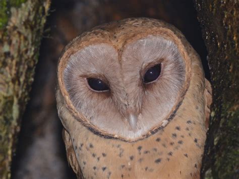 Madagascar Red Owl (Tyto soumagnei) : r/Superbowl