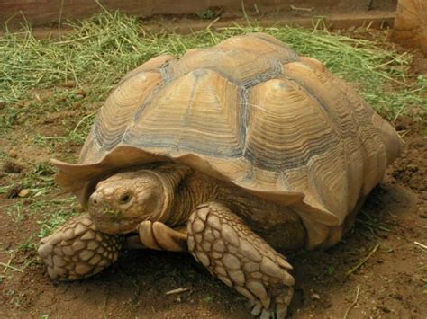 Sulcata Tortoise Facts and Pictures | Reptile Fact