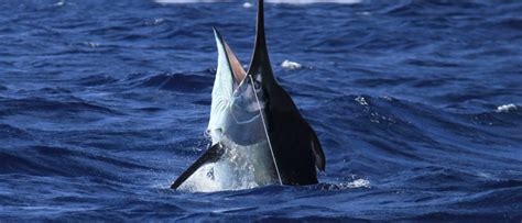 Marlin Weighing 957 Pounds Caught In New Zealand | The Smoke Room