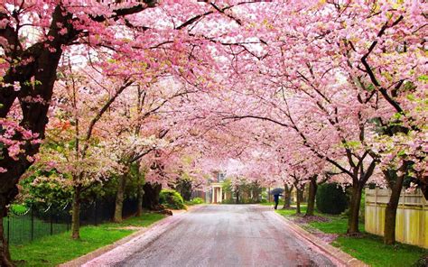 Spring is Here: Top 10 Flowering Trees – McKinley Arborists