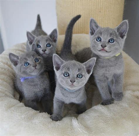 Russian Blue Kittens Cost