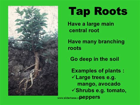 Plant part roots - Presentation Plants, Animals, and Ecosystems