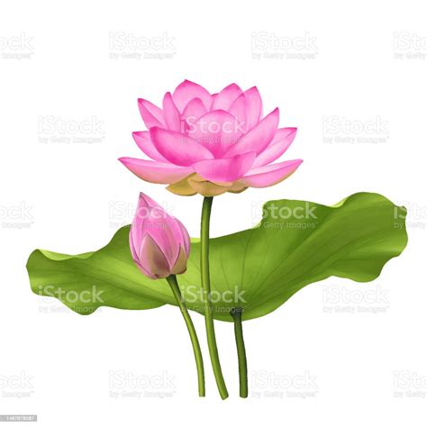 Pink Lotus Flower Painting Stock Illustration - Download Image Now ...