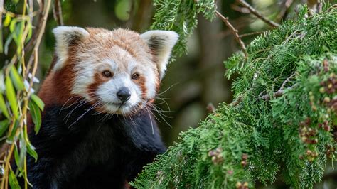 Baby Red Panda, Flamingo Land Zoo, Kirby Misperton, Malton, YO17 6UX ...