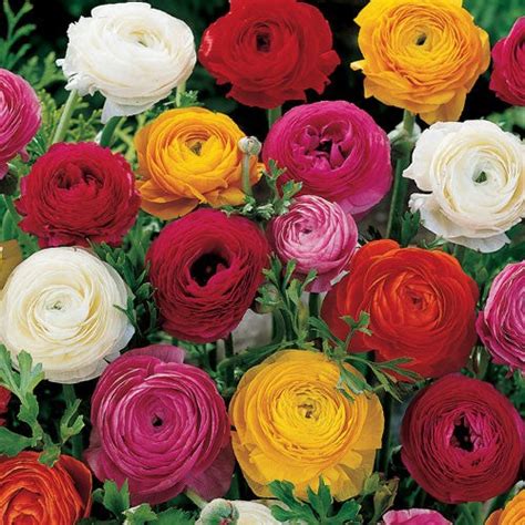 Ranunculus Flower Bulbs from $7.99 - Grow Organic